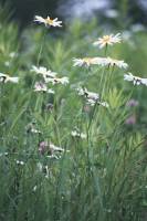 Daisies in July